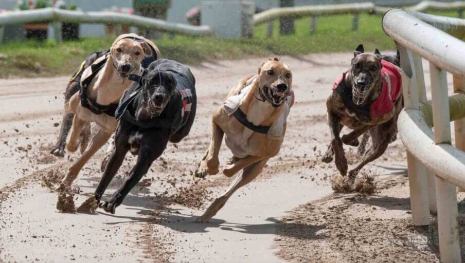 Greyhound Racing At Wolverhampton Racecourse Edges Closer Ahead Of Autumn Opening