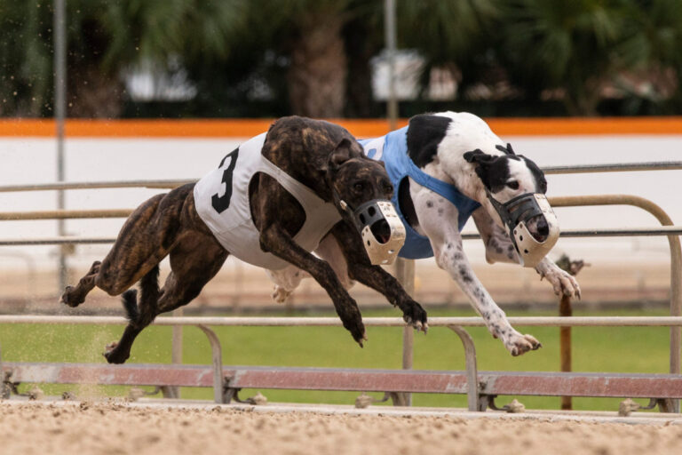 Sir Philip Davies New Chair Of GB Greyhound Board As Welsh Ban Looms
